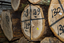 Процес розмітки колод для розпиловки