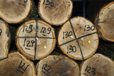 Підготовка деревини до виготовлення шпону